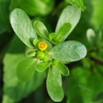 purslane (machijian)